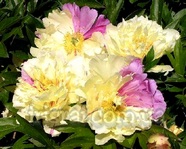 Paeonia Lemon Dream. itoh