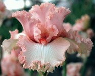 ���� Lesley my Love