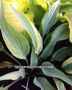 Hosta "Lightning Flash" 