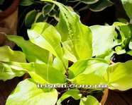 Hosta ''L'il Smooch "