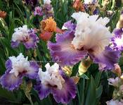 ���� Limerence (��������)