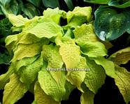 Hosta "Lipstick Blonde"