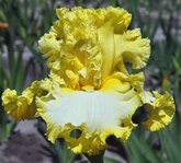 ���� Liquid Sunshine