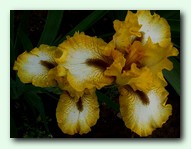 Local Hero (����� �����)