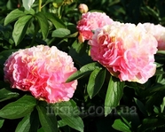 Paeonia Lois Choice