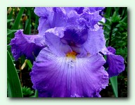 ���� Lois Parrish (���� ������)