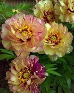 Paeonia Lollipop. itoh