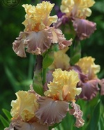 ���� Looking Beautiful (������  ��������)