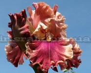 ���� Lord of Mayfair (���� �� �����)