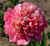 Paeonia Lorelei 