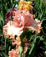 ���� Lotus Land (����� ����)