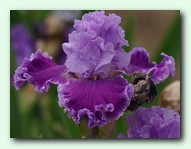 ���� Louisa Song (������ ����)