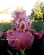 ���� Love Actually (��� �������)