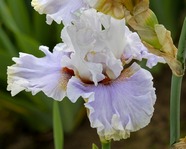 ���� Love Changes