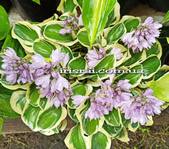 Hosta Lucky Mouse