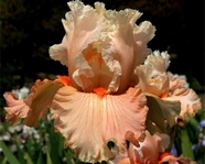 ���� Luscious Lace