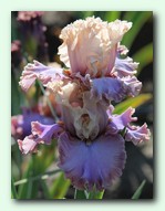 ���� Luxuriant Lothario (����������� �������)