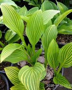Hosta "Mito-no-hana"