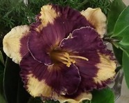 �������� MAGICAL MYSTERY SHOW1