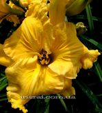 ��������  "MAGIC SCHOOL BUS"