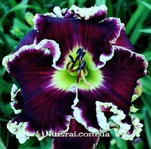 ��������  " MAJESTIC PRIME "