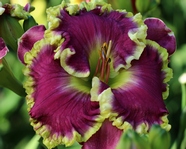 ��������  " MEAN JOE GREEN"