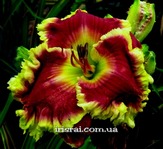 ��������  " MERLOT" 