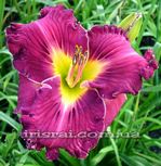 ��������  " MISSISSIPPI DELTA "