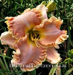 ��������  "MISS MONEY PENNY"