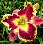 ��������  " MOGUL "