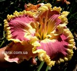 ��������  "MORNINGSIDE"