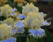 ���� " MY CHER "