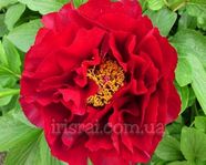 Paeonia Mackinac Grand