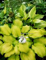 Hosta " Made You Look" 