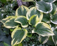 Hosta " Majestic" 