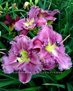 Magic Amethyst (������ �������)