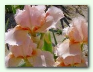 Magic Babbles (������ ������)