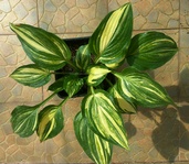 Hosta � Marbled Cream �