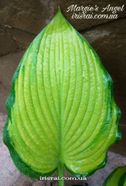 Hosta "Margie's Angel"