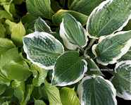 Hosta 'Marshmallow Clouds'