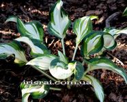 Hosta 'Marshmallow Sky '