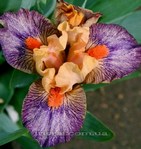 ���� MARTIAN