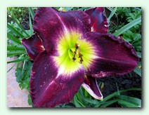 Mask of Zorro (���� �� �����)