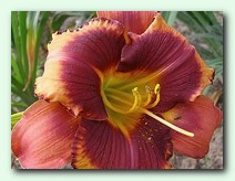 Mask of Time (���� �� ����)