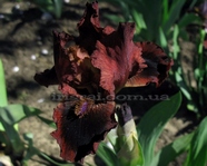 ���� " Master Lester "