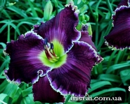 ��������  " MAX FACTOR "