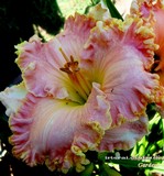 �������� Memphis