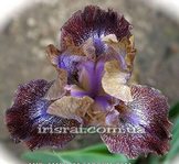 ���� " Mesa Sunrise"