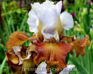 ���� "Milk In My Coffee"