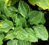 Hosta" Milkmaid"  